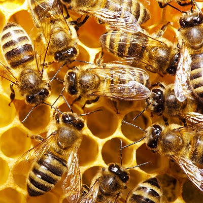 bees1